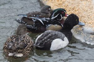 ecomuseum-andre-gauvin-02-clubphotosaintemarthesurlelac