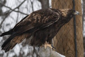 ecomuseum-andre-gauvin-03-clubphotosaintemarthesurlelac