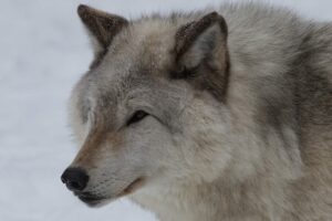 ecomuseum-andre-gauvin-05-clubphotosaintemarthesurlelac