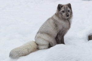 ecomuseum-andre-gauvin-09-clubphotosaintemarthesurlelac