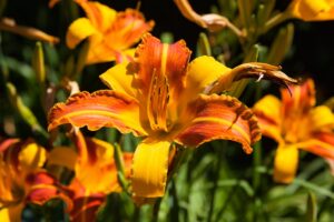 gerbes-d-angelica-andre-gauvin-07-clubphotosaintemarthesurlelac