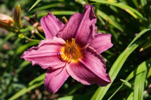 gerbes-d-angelica-andre-gauvin-10-clubphotosaintemarthesurlelac