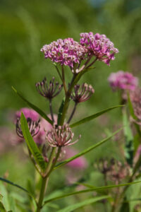 gerbes-d-angelica-andre-gauvin-12-clubphotosaintemarthesurlelac