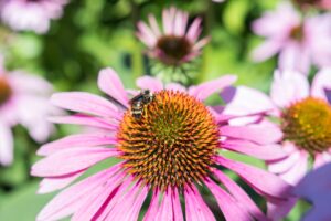 gerbes-d-angelica-johanne-pelchat-12-clubphotosaintemarthesurlelac