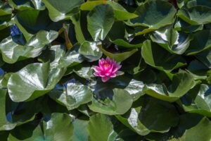 gerbes-d-angelica-ninja-haggblom-02-clubphotosaintemarthesurlelac